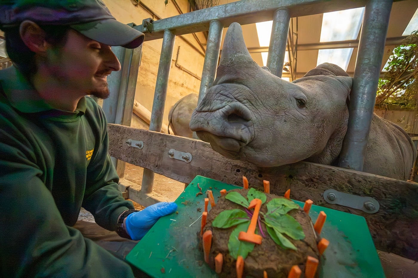 Visit the one-year-old rhinos at Cotswold Wildlife Park
